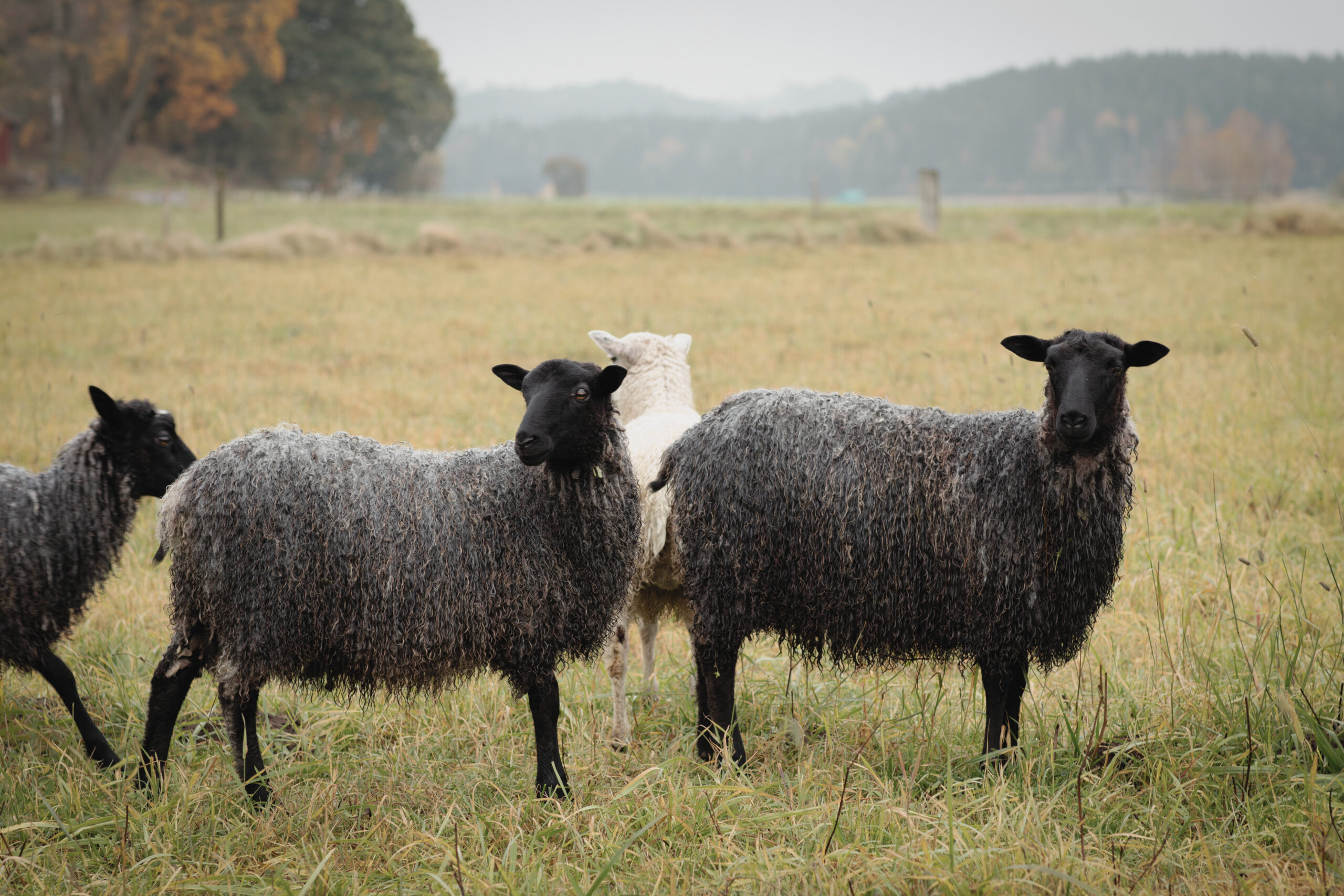 Svenska får på en äng